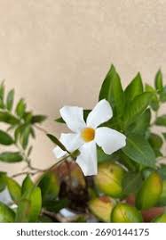 Image result for dipladenie amonea