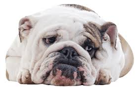 That can lead to disorganization in family homework may not get done, and participation in class may drop noticeably. Pet Home Euthanasia Service In Los Angeles Orange County Riverside