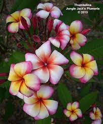 Thumbelina Our Third Dwarf Plumeria Amazing Bloomer That Sends The Inflos Well Above The Leaves On Long Stalks Plumeria Flowers Plumeria Plumeria Tree