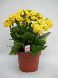 House Plants For Low Light Cicek Agac