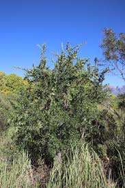 Image result for Gymnosporia buxifolia