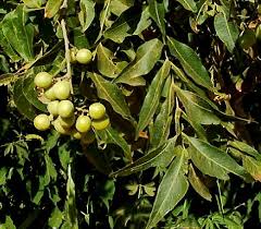 Image result for Sapindus saponaria