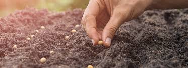 While this might work if you have excellent soil, most of us need. Direct Sowing Starting Seeds Outdoors Bioadvanced