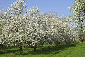 Proper spacing for fruit trees is of paramount importance, allowing them to attain maximum potential and giving easy access when harvesting. Tips Information About General Fruit Care Gardening Know How