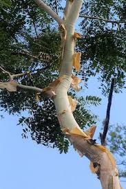 Image result for Terminalia trichopoda