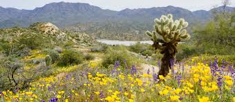 This cactus is found in sedona, arizona. 9ioen4t8zugckm