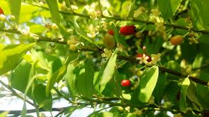 Image result for Erythroxylaceae