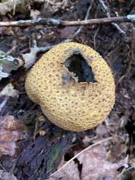 Image result for Scleroderma geaster