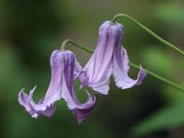 North america species found along atlantic coast from southern part of virginia to florida and following the coastal states of gulf of mexico to eastern texas and following. Clematis Crispa Clematis Crispa Baumschule Horstmann