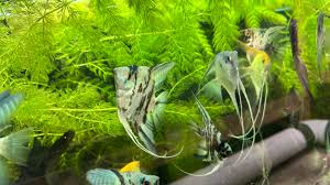 Image result for Ceratophyllum demersum