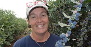 Drought proof blueberries have critical access to recycled town water