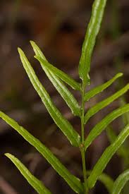 Image result for Lindsaea ensifolia