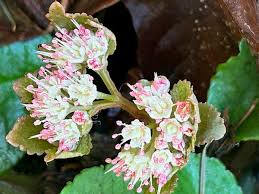 Image result for Satyrium macrophyllum