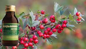 как приготовить настойку из цветков пиона в домашних условиях Kak Pit Nastojku Boyaryshnika Na Spirtu