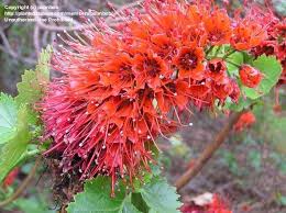 Image result for Greyia