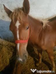 Cai de tractiune de vanzare cai frumosi tel. Manza 14 Luni Adroi Zoo
