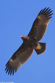 Eagle Vogel Im Flug Raubvogel Tierbilder