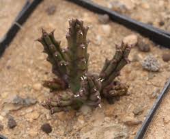 Image result for Tridentea