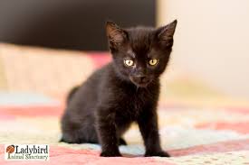 Find the perfect pantera animal stock photos and editorial news pictures from getty images. Ladybird Animal Sanctuary Ladybird Animal Sanctuary Pantera