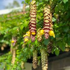 Image result for Gmelina