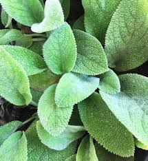 Image result for Maranthes goetzeniana