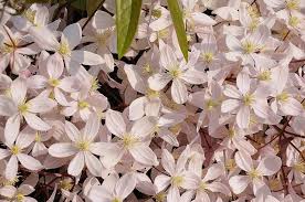 Maybe you would like to learn more about one of these? Clematis Apple Blossom Immergrune Clematis Kaufen Online Bestellen 28 99