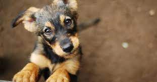 Santa cruz spca adoption application. Puppies For Adoption Petfinder