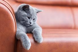 How To Stop Your Cats From Scratching The Furniture Cats Cat Scratching Cat Scratching Furniture
