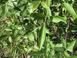 Image result for Heteromorpha