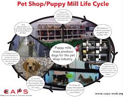 All at the tips of your fingers! Petland Furry Babies Noah S Puppies Hip Breeders Home Facebook