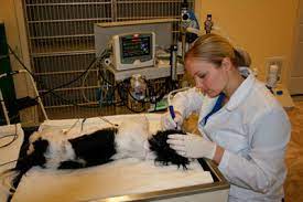 Cute basenji named harley dog dental, dog teeth, baby dogs. New Pet Clinic Offers Low Cost Dental Service The Reflector