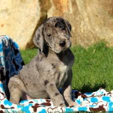 Get a boxer, husky, german shepherd, pug, and more on kijiji, canada's #1 local classifieds. Great Dane Puppies For Sale Greenfield Puppies