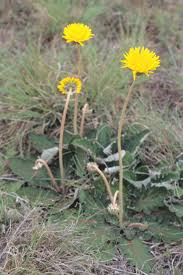 Image result for Haplocarpha