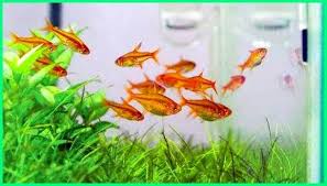 5 Red Gills 3 20 Hyphessobrycon Amandae Habitat Hardy Hiding Harga Natural Ich Info Images Iwagumi Hard Water Ikan Price India Jumping J Ikan Cupang Ikan Betta