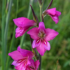 Image result for Gladiolus hollandii