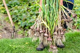 Knoblauch wächst gut auf warmen und lockeren böden in sonniger lage. Erntezeit Fur Knoblauch