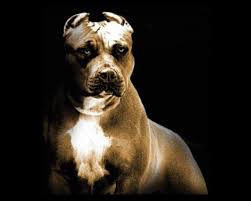 Pitbull Wallpapers Old Pitbul Best Wallpaper Collection Pitbulls Pitbull Dog Pitbull Terrier