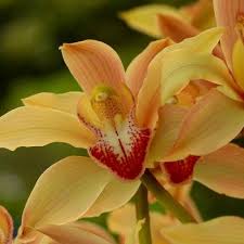 Orchids are an exotic flower that come in many colours and make a unique and stunning choice for mother's day. Flowers That Symbolize Friendship A To Z Flowers