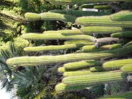 Even cacti that are well taken care of will only grow about an inch taller each year. Cactus Cactus Nursery Envirogreen Landscape Design Build