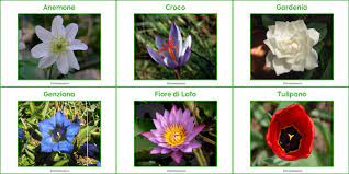 5 fiori tropicali particolari one giardinaggio from www.onegiardinaggio.com we did not find. Schede Con Nomi E Foto Di 60 Fiori Da Stampare Pianetabambini It