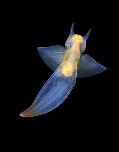 Sea angel | Monterey Bay Aquarium