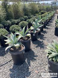 Image result for Buchnera attenuata