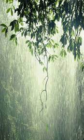 Download Animated 480x800 Rain Forest Cell Phone Wallpaper Category Nature Love Rain Smell Of Rain Summer Rain