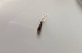 Pelzkäfer brauner und gemeiner oder gefleckter pelzkäfer. Kleine Braune Wurmer Wohnung Insekten