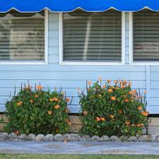 Image result for Crossandra