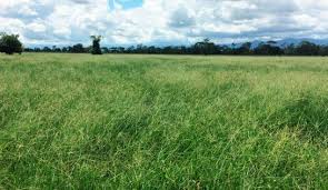 Image result for Urochloa dictyoneura