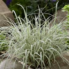 Image result for Stolzia compacta