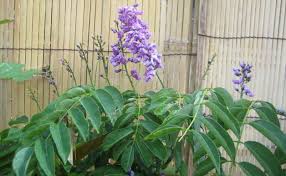 Image result for Lonchocarpus