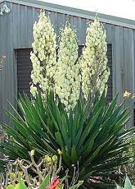The yucca tree with fruit.here i pick two fruits & cut one open only to find the worms have already claimed it. Yucca Wikipedia