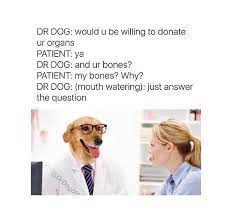 Dr Dog Memes Funny Dog Memes Funny Memes